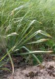 Eremurus spectabilis. Листья. Ростовская обл., Персиановская степь, Аютинские склоны, верхняя часть правого коренного берега р. Аюта. 15.05.2012.