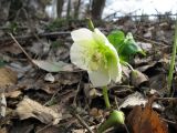 Helleborus caucasicus