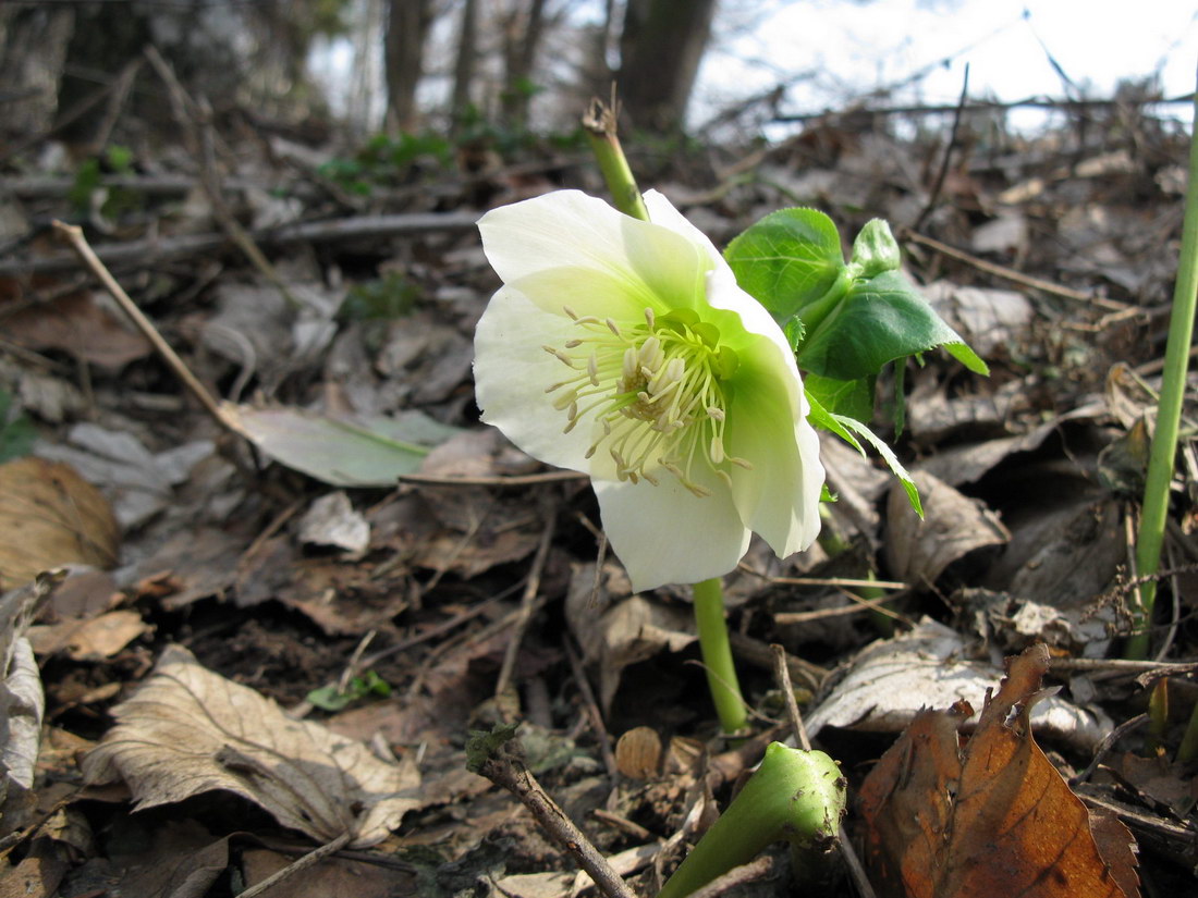 Изображение особи Helleborus caucasicus.