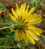 Sonchus tenerrimus