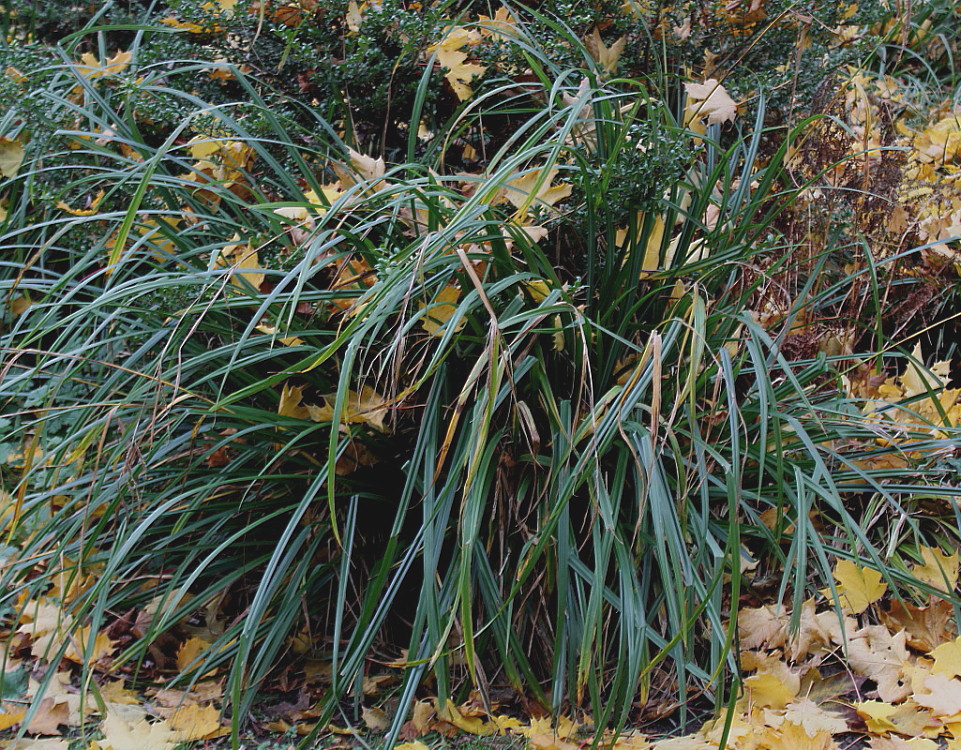 Изображение особи Carex pendula.