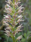 род Orchis. Соцветие. Israel, Judean Mountains. 15.03.2006.