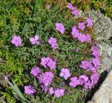 Dianthus chinensis. Цветущие растения. Приморье, Сихотэ-Алинь, гора Абрек. 16.08.2012.