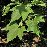 Platanus × acerifolia. Листья. Краснодарский край, г. Сочи, Адлер, в культуре. 02.06.2007.