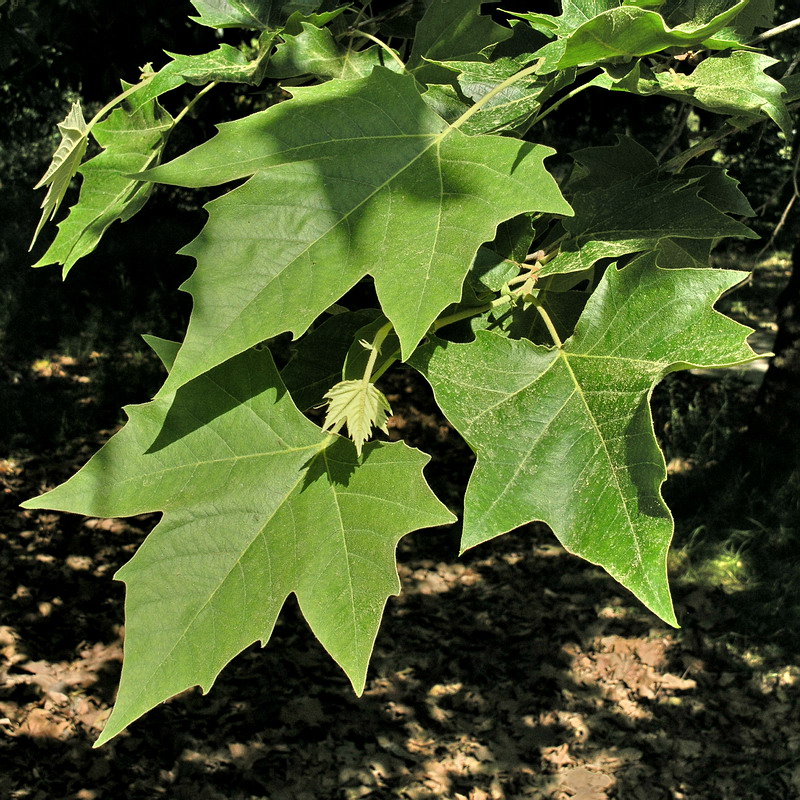 Изображение особи Platanus × acerifolia.