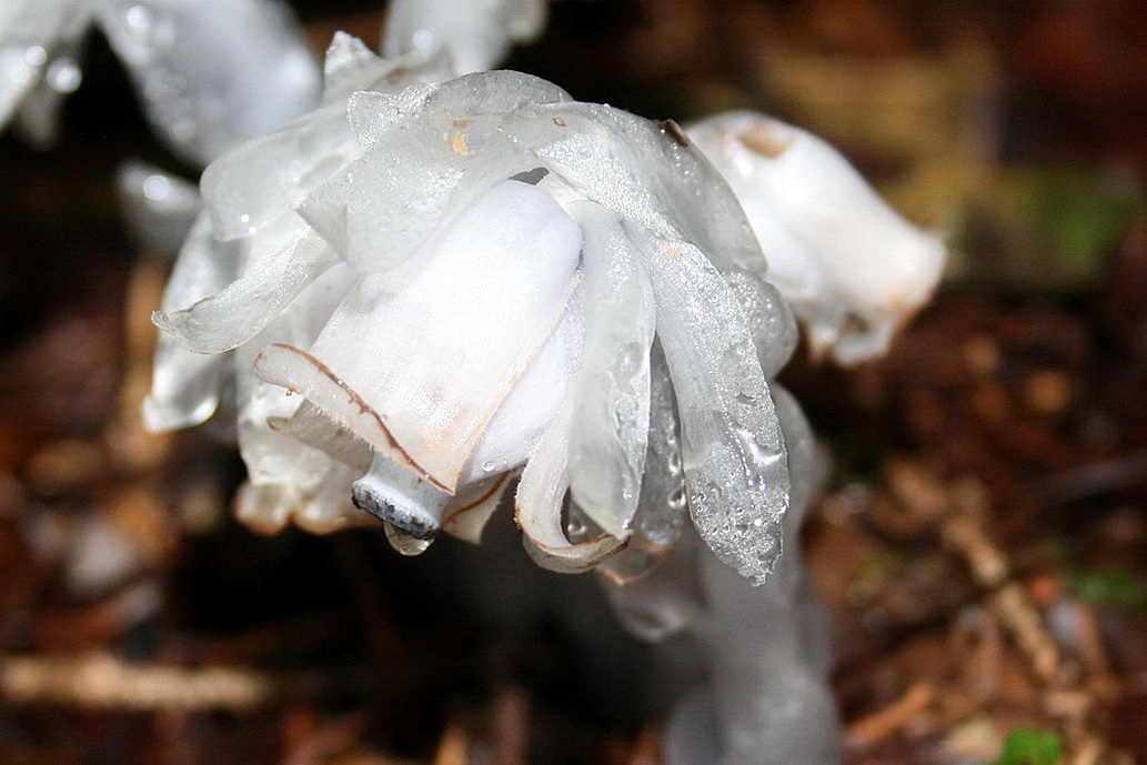 Image of Monotropastrum humile specimen.