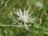 Centaurea diffusa. Соцветие-корзинка белоцветковой формы. Украина, г. Запорожье, пос. Солнечный. 12.07.2008.