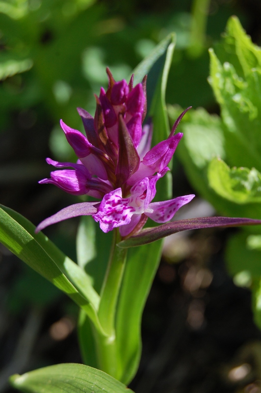 Изображение особи род Dactylorhiza.