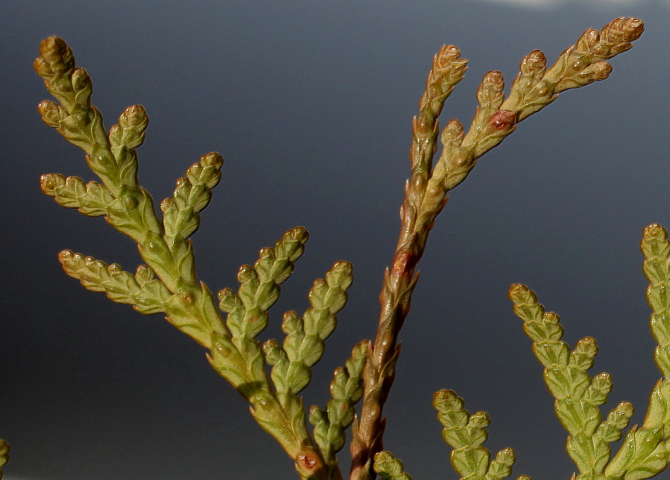 Image of Thuja occidentalis specimen.