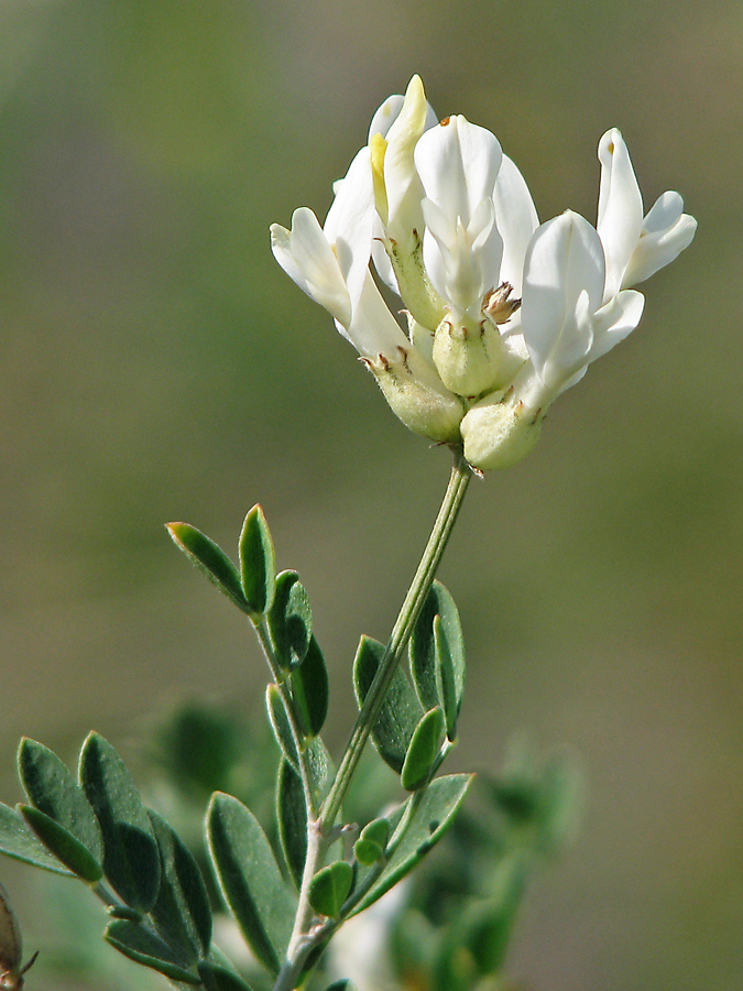 Image of Astragalus albicaulis specimen.
