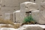 Alhagi maurorum. Вегетирующее растение. Египет, Луксор, руины Карнакского храма. 29.04.2010.