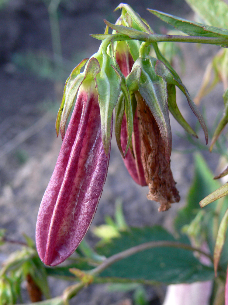 Image of Campanula takesimana specimen.