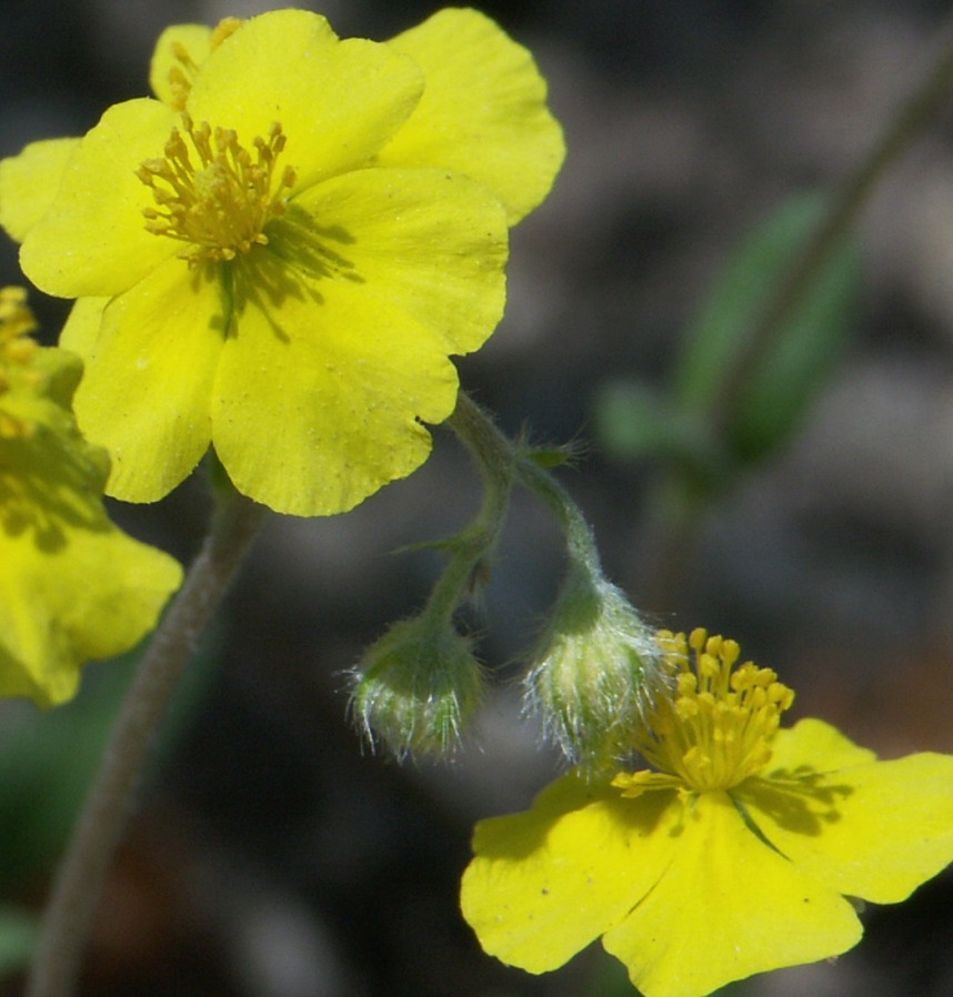 Image of Helianthemum baschkirorum specimen.