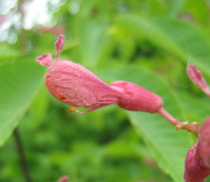 Изображение особи Aesculus pavia.