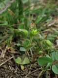 Cerastium semidecandrum