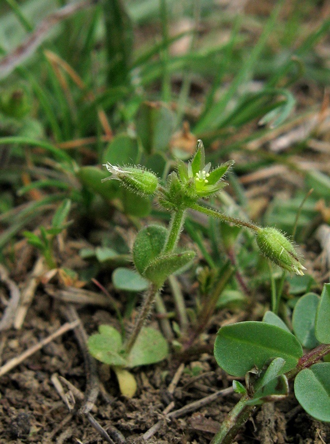 Изображение особи Cerastium semidecandrum.