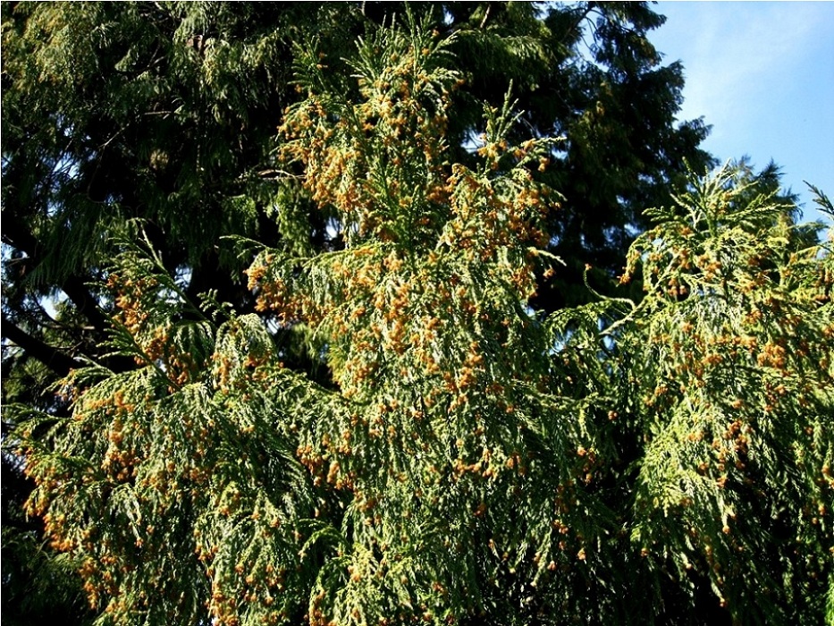 Image of Taiwania cryptomerioides specimen.