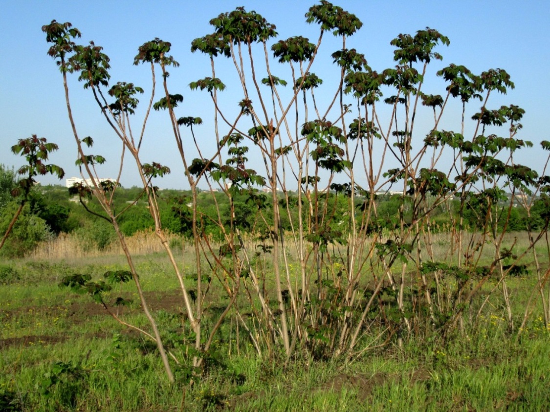 Изображение особи Ailanthus altissima.