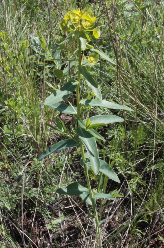 Image of Euphorbia pseudagraria specimen.
