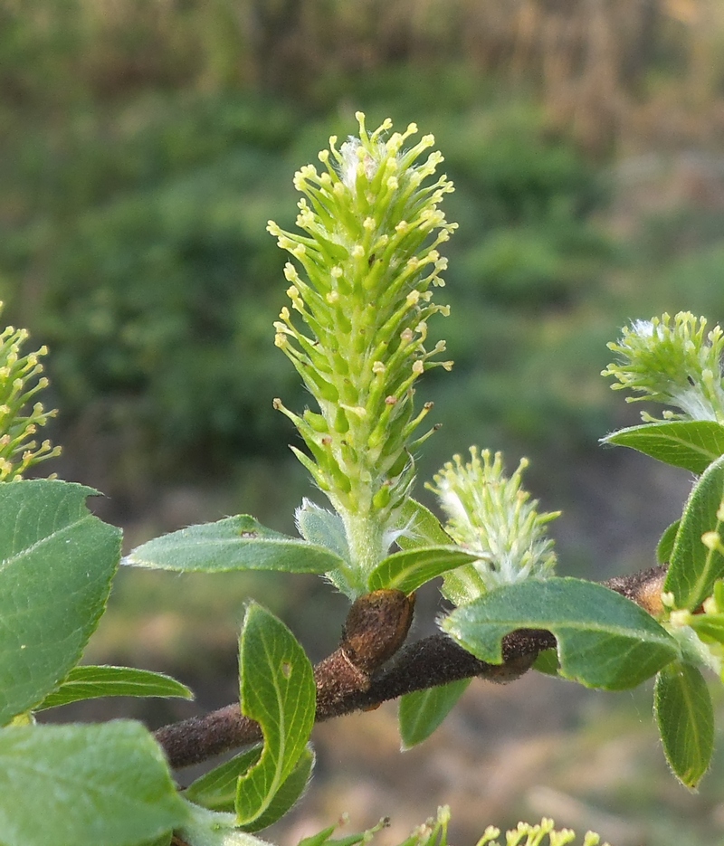 Изображение особи Salix myrsinifolia.