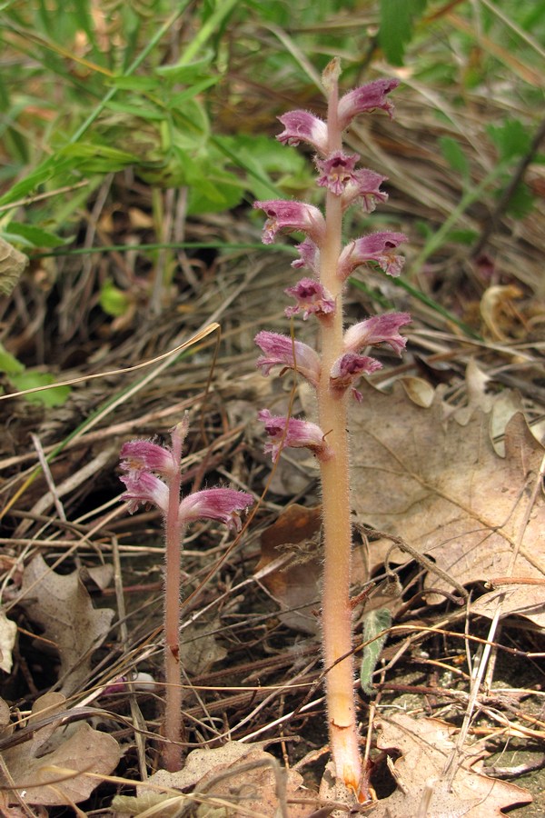 Изображение особи Orobanche pubescens.