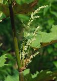 Rheum palmatum