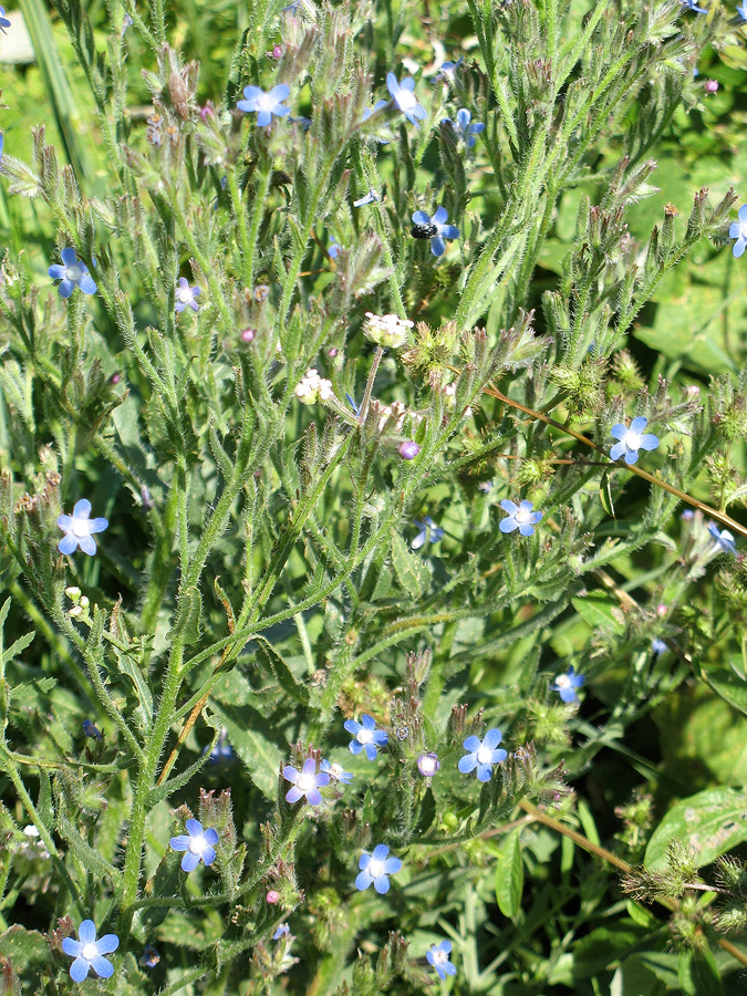 Изображение особи Anchusa azurea.