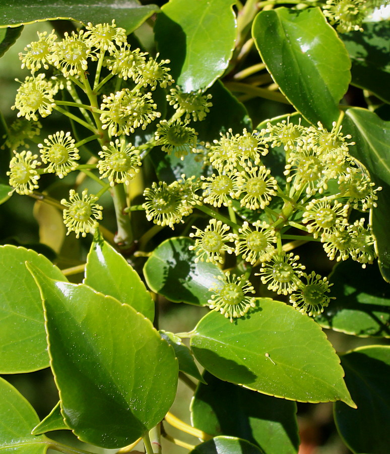 Image of Trochodendron aralioides specimen.