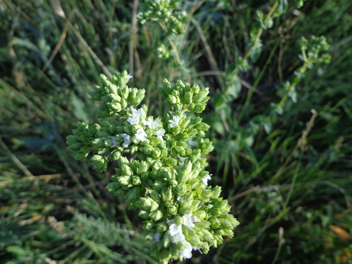 Image of Origanum vulgare specimen.