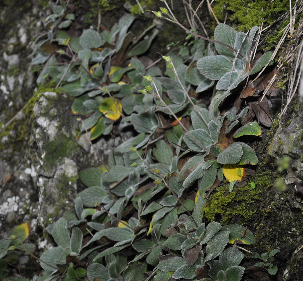 Image of Jancaea heldreichii specimen.