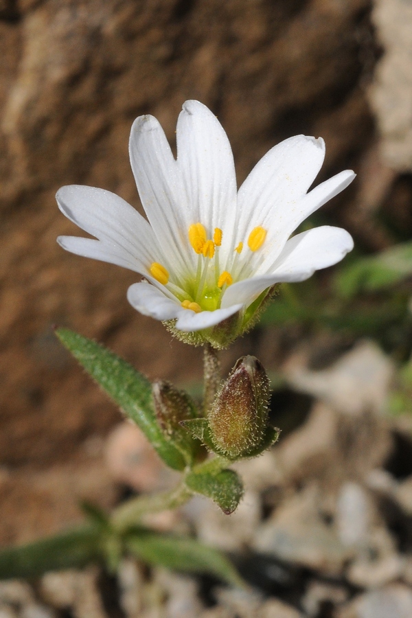 Изображение особи Dichodon cerastoides.