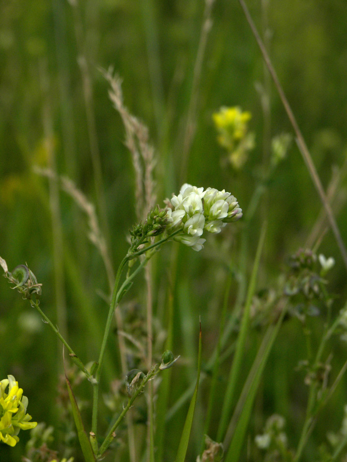 Изображение особи Medicago falcata.