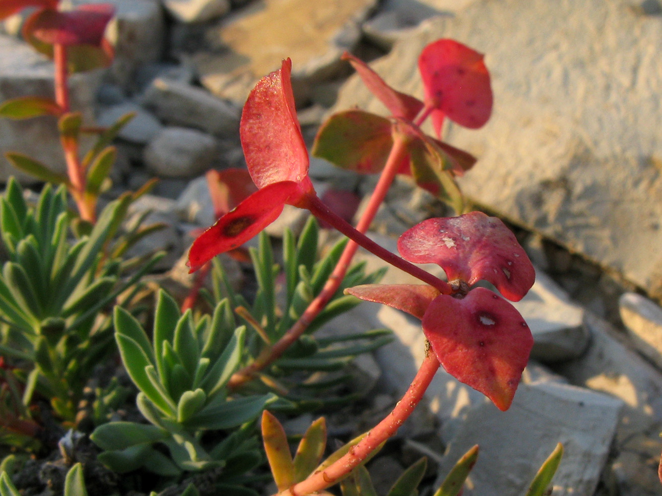 Image of Euphorbia petrophila specimen.