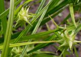 Carex grayi