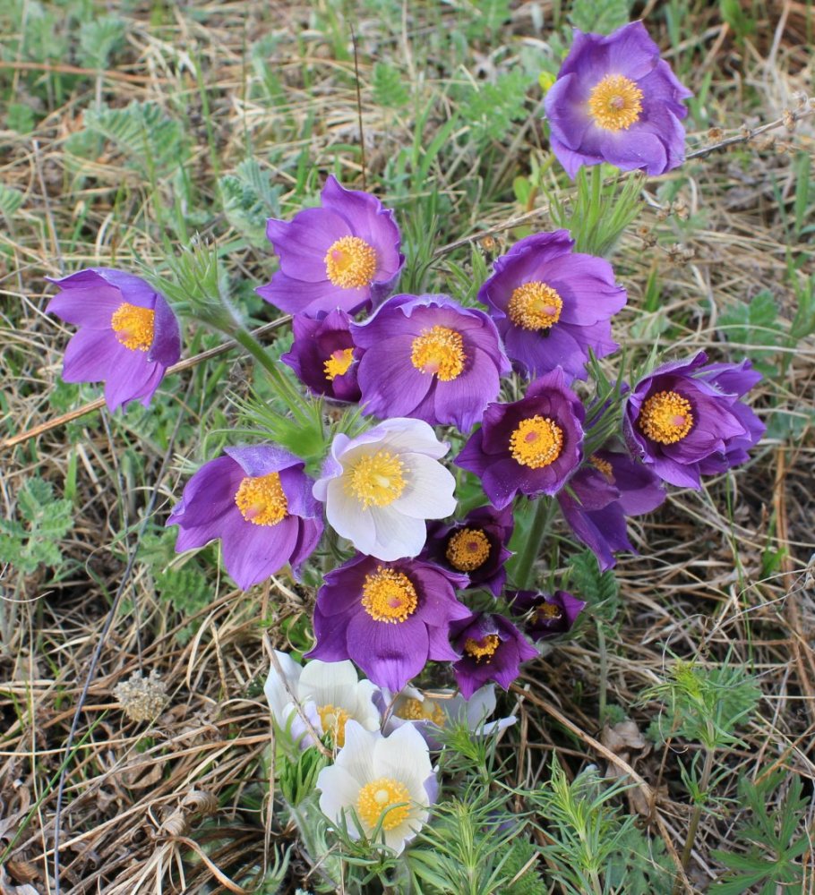 Изображение особи Pulsatilla multifida.