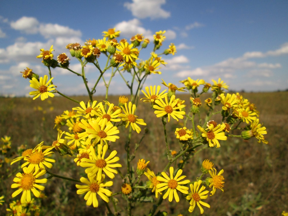 Изображение особи Senecio jacobaea.