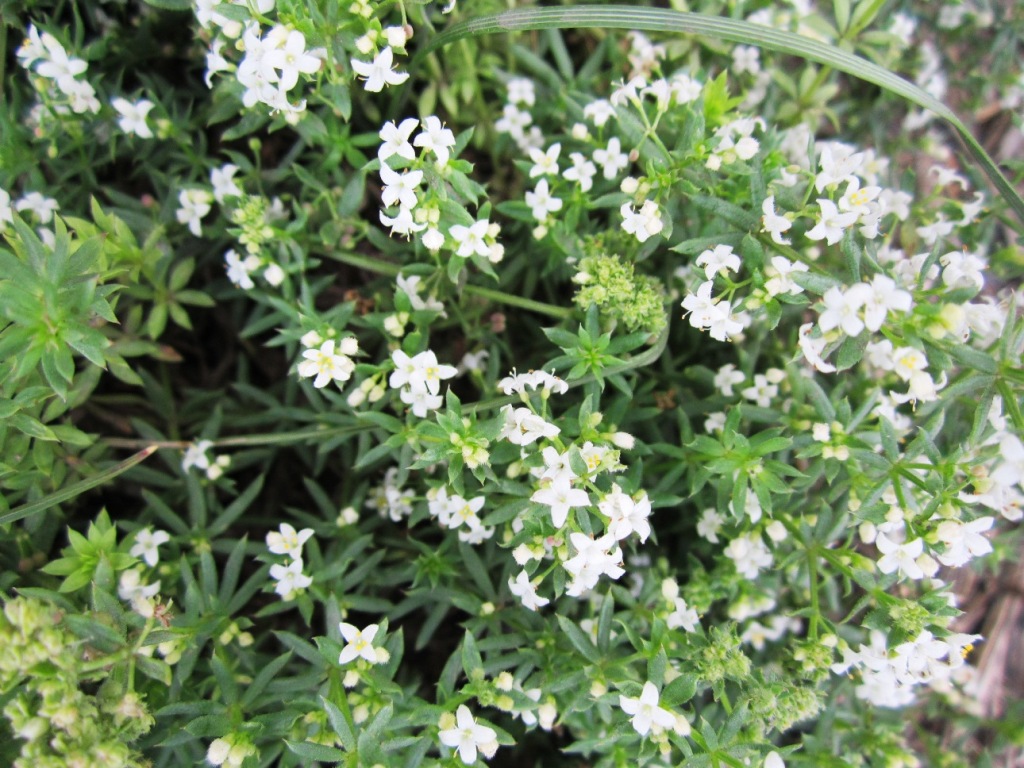 Изображение особи Galium humifusum.