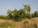 Изображение особи. Автор - Слава Беспалов