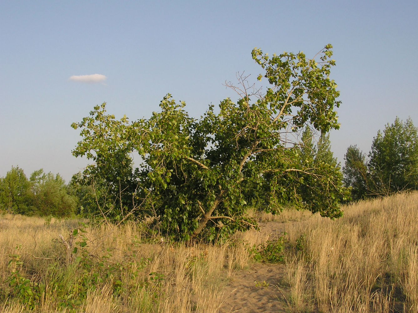 Изображение особи Populus &times; sibirica.