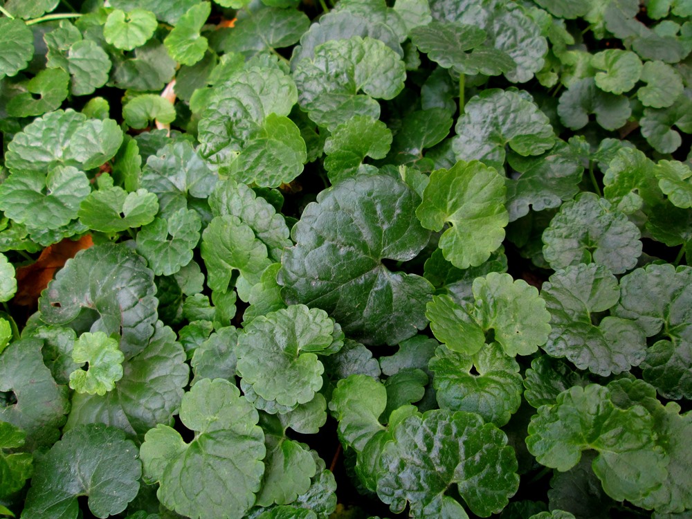 Image of Glechoma hederacea specimen.