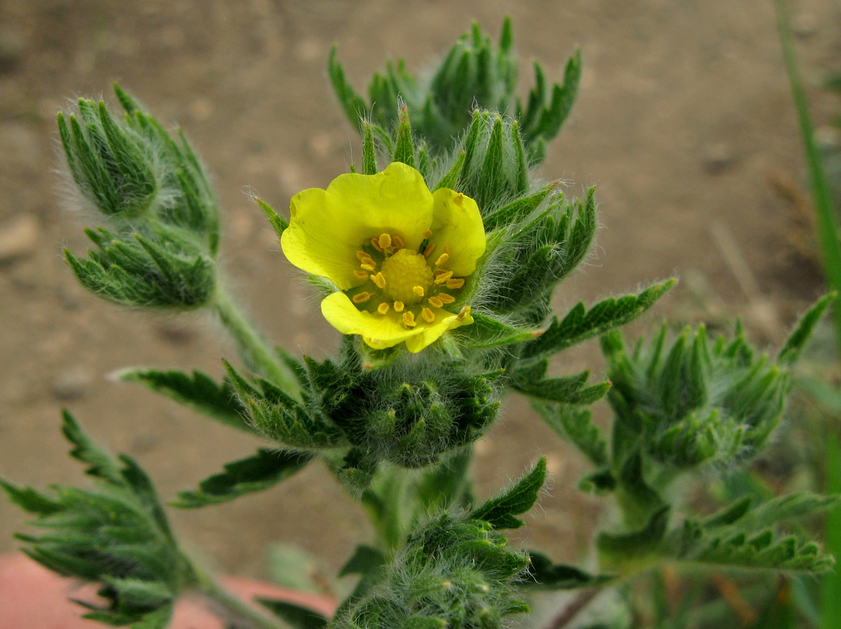 Image of Potentilla recta specimen.