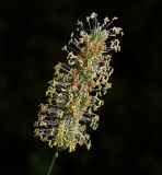 Phleum pratense