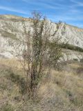 Cotoneaster tauricus. Плодоносящее растение. Крым, окр. Феодосии, Арматлукская долина, степной склон. 10 октября 2013 г.