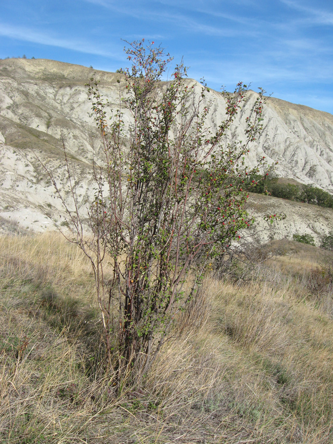 Image of Cotoneaster tauricus specimen.