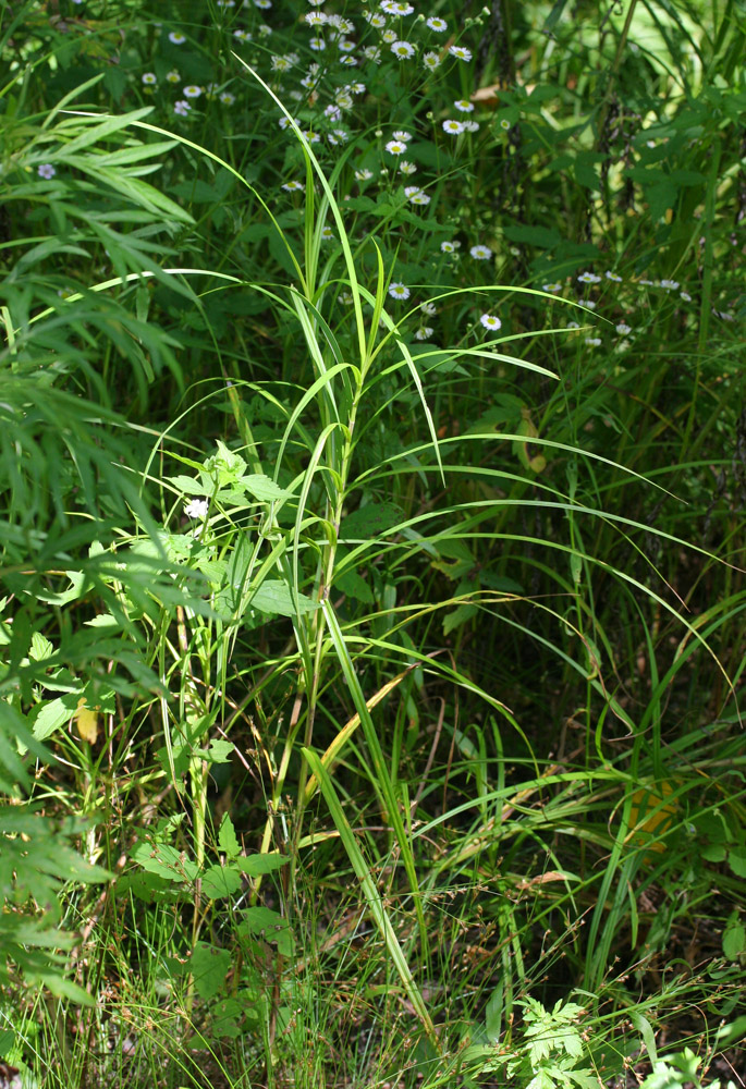 Изображение особи Carex drymophila.