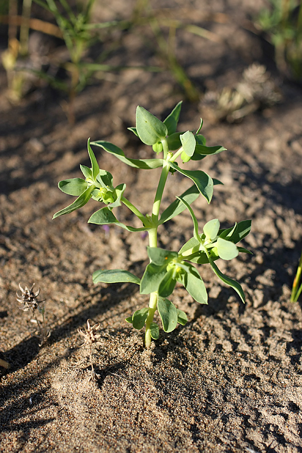 Image of Euphorbia densa specimen.