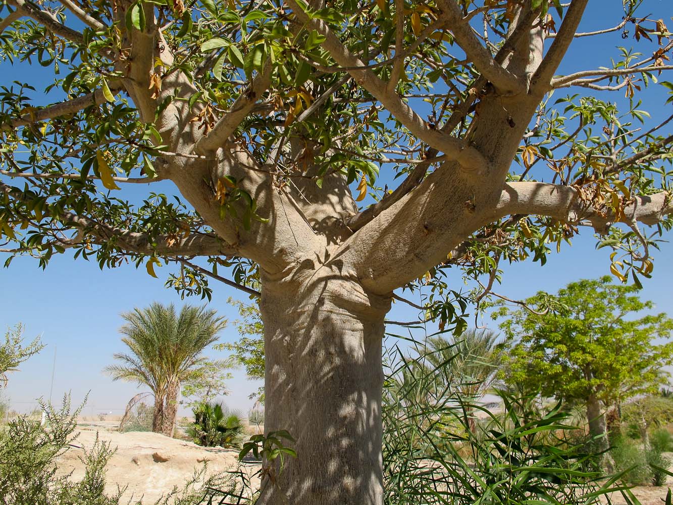 Изображение особи Adansonia digitata.