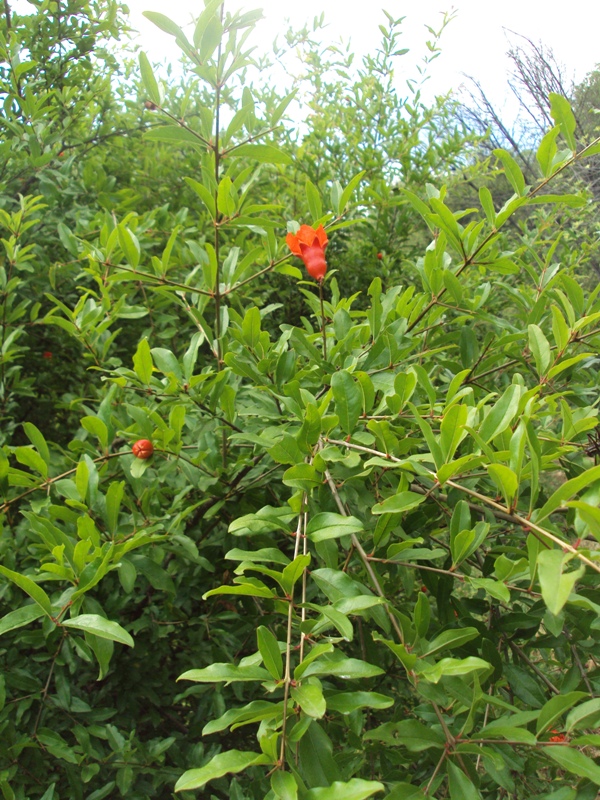 Image of Punica granatum specimen.