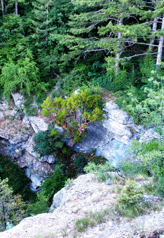 Image of Arbutus andrachne specimen.