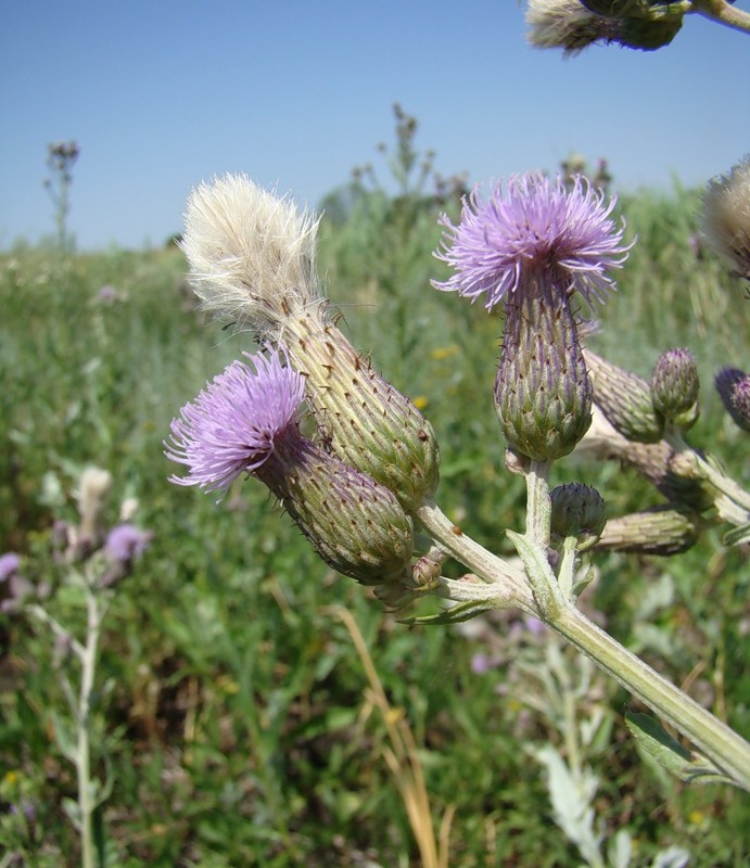 Image of Cirsium incanum specimen.